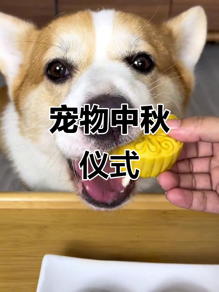 中秋节,给毛孩子也来点特别的仪式感吧!
