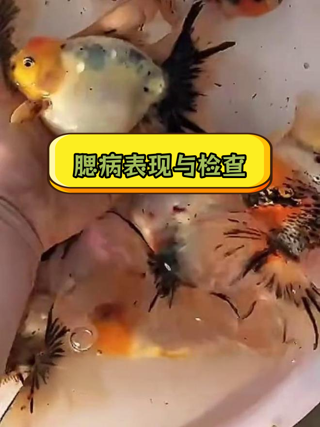 金鱼腮病症状及检查方法