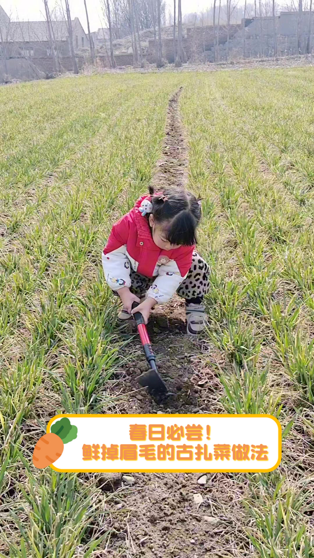 春日必尝!鲜掉眉毛的古扎菜做法