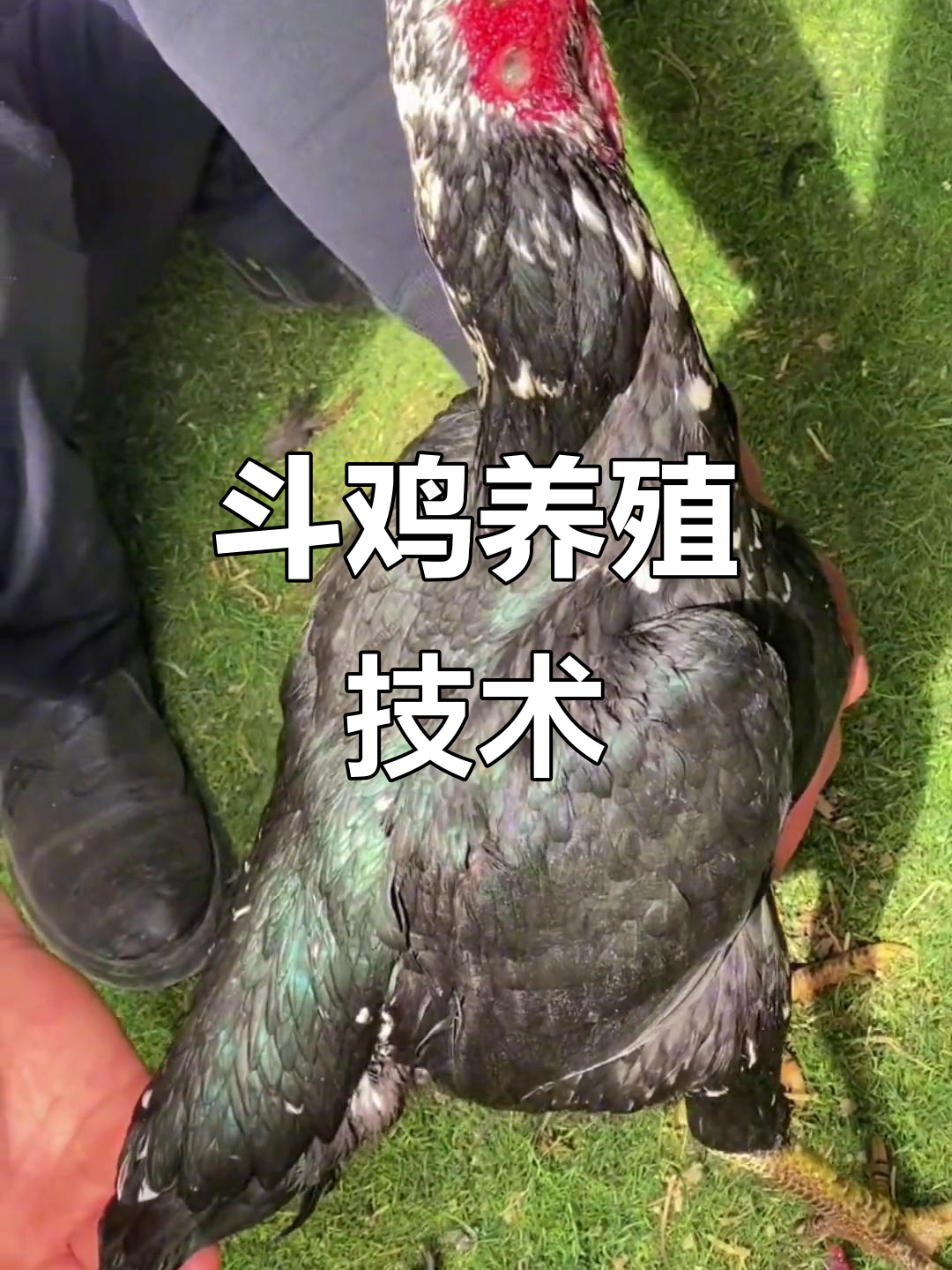 公鸡中的战斗机:斗鸡养殖技巧大揭秘