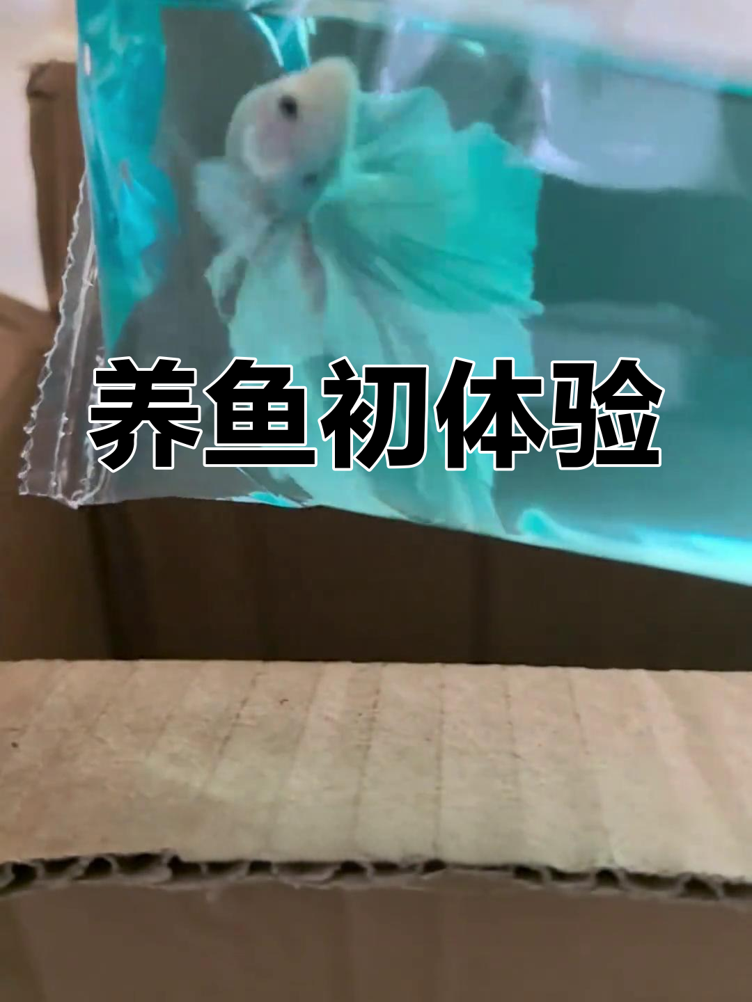 第一次养鱼,分享经验,欢迎指正!