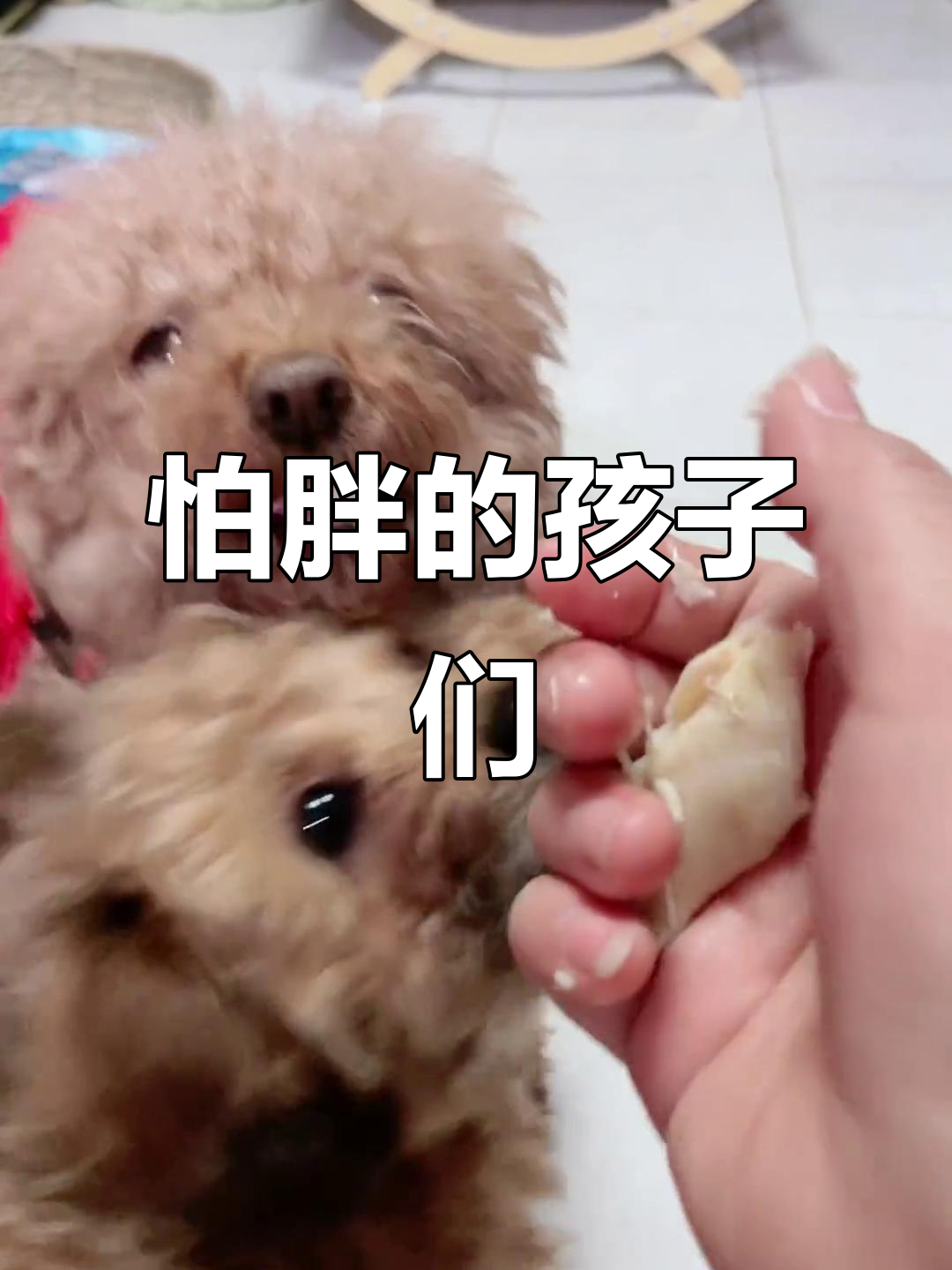 小朋友吃鸡胸肉,越说胖就越不吃,真是可爱极了