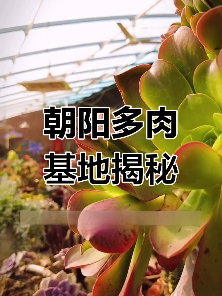 朝阳大山里的神秘多肉基地,九尾狐与各种奇特植物等你来探秘