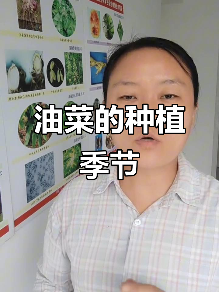 油菜种植的最佳时机,春冬油菜如何选择播种时间