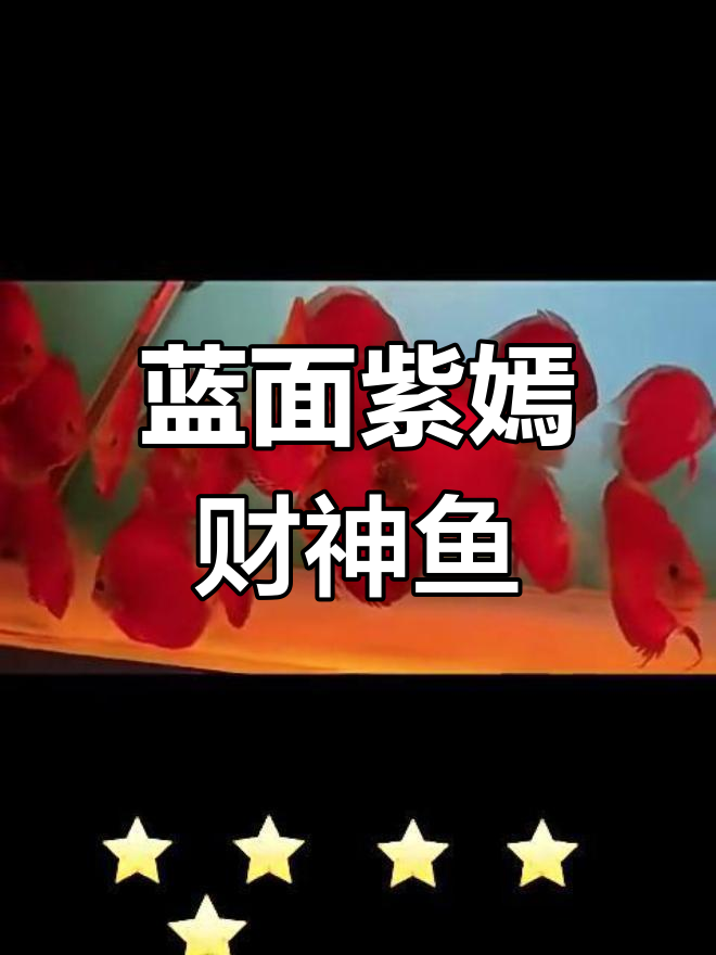 蓝面紫嫣财神鱼:七彩神仙鱼的饲养难度与适宜温度