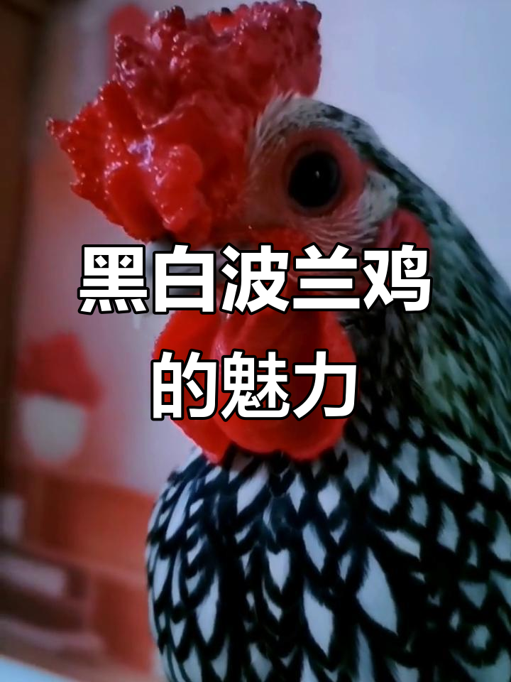 黑白波兰鸡:经典之美,优雅永存