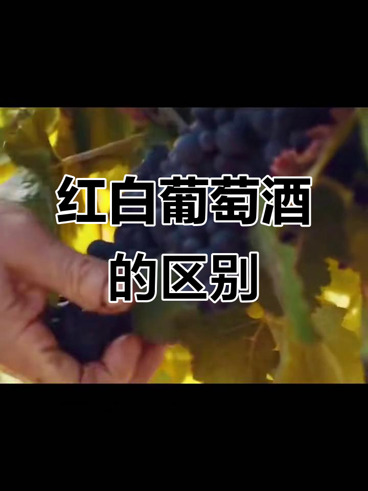 红白葡萄酒酿造差异大揭秘,口感与工艺全解析