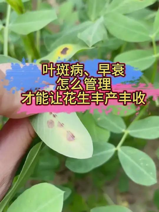 花生叶斑病防治全攻略!教你如何延长花生生长周期