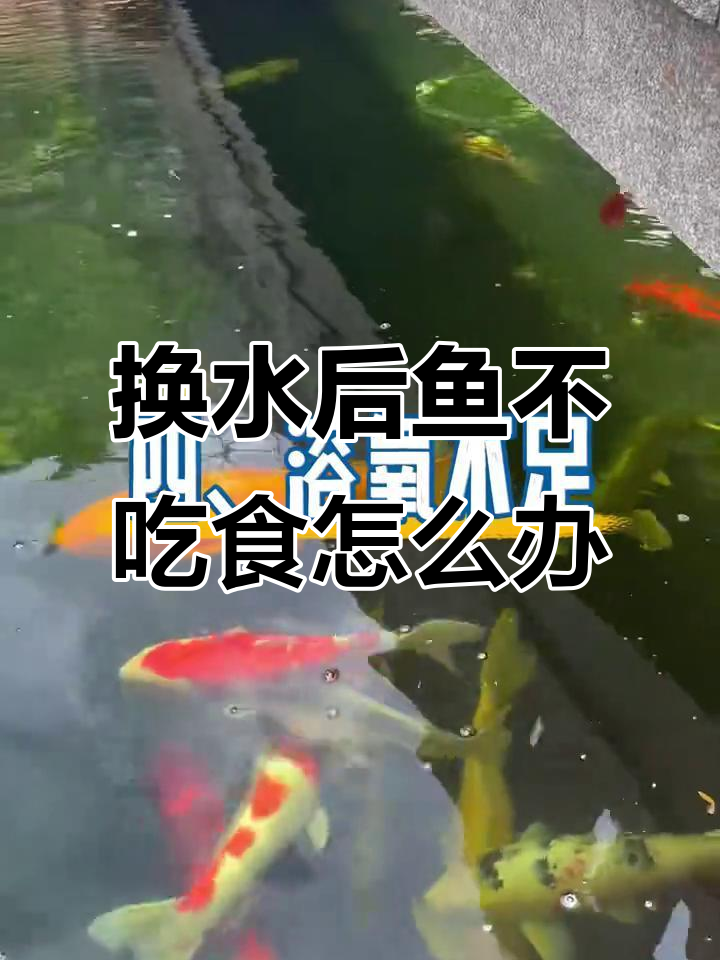 锦鲤换水后不吃食?可能是这些原因