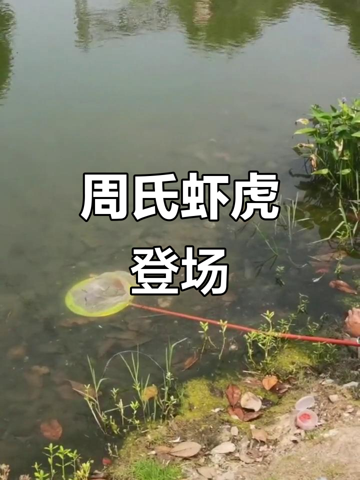野采鳑鲏,密度惊人!周氏虾虎惊艳亮相