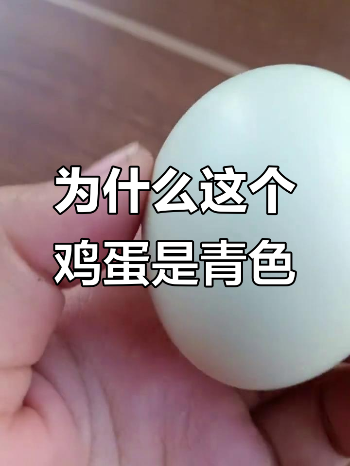 你见过这种青色的鸡蛋吗?不是鸭蛋哦!
