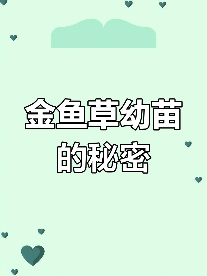 意外发现金鱼草小苗,惊喜连连!