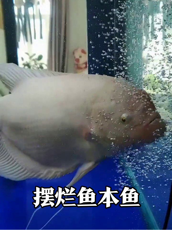 鱼缸霸主摆烂日常：小黑鱼急转圈，它却懒得动