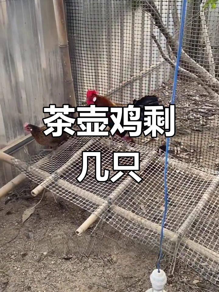 茶花鸡种公还剩几只,异色苗子抢先看