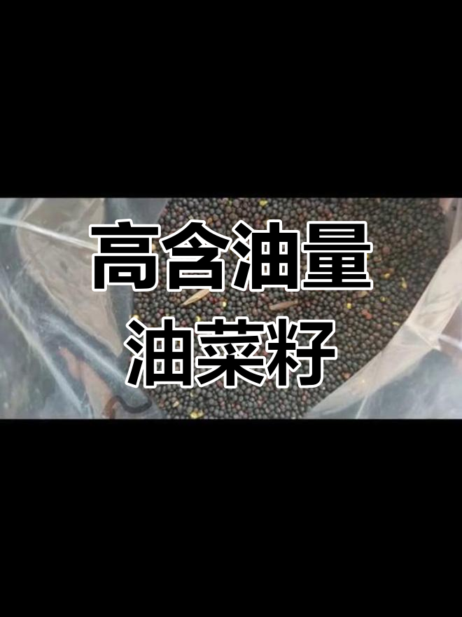 俄罗斯油菜籽油含量高,熟榨可达39.5%,联系刘慧君了解