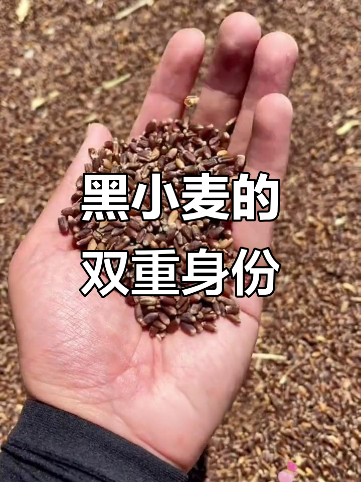 黑小麦，独特美味，既可种植又可当芽苗菜