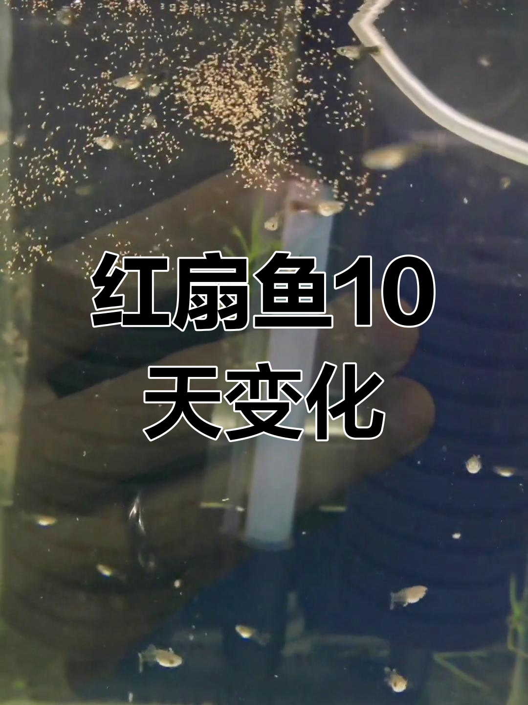 孔雀鱼繁殖:红扇小鱼苗成长记录