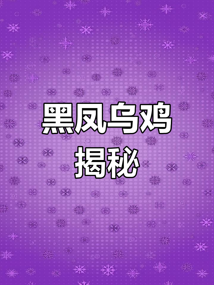 彝山黑凤乌鸡:神秘珍禽的魅力与传奇