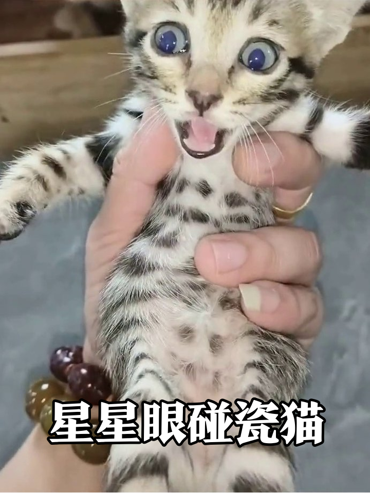 小猫被拎后颈皮秒变表情包,眼睛大到像揣了星星