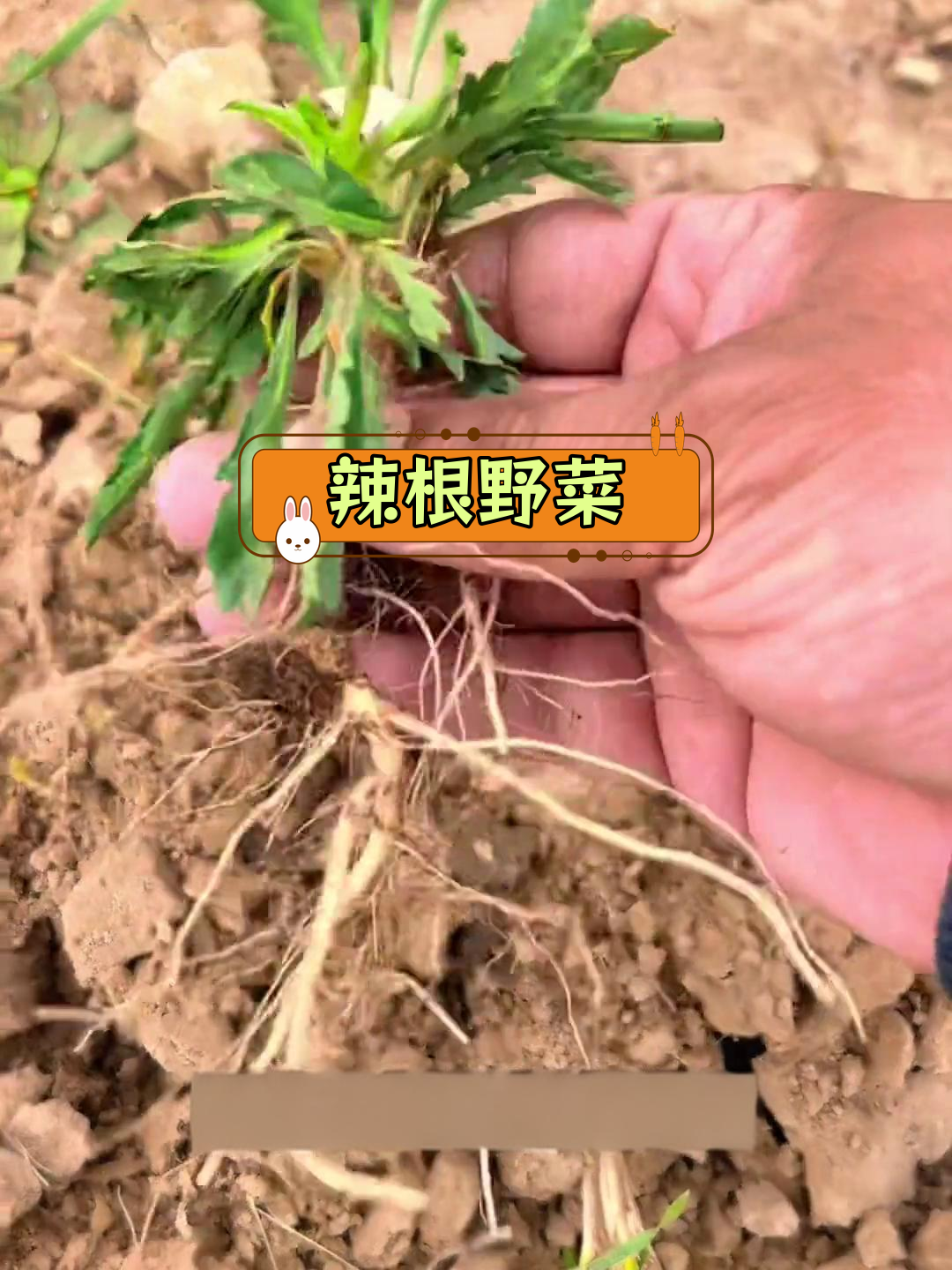 童年零食:独行菜的独特美味