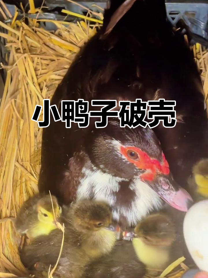 母鸭孵化35天,小鸭子破壳而出,萌态十足!