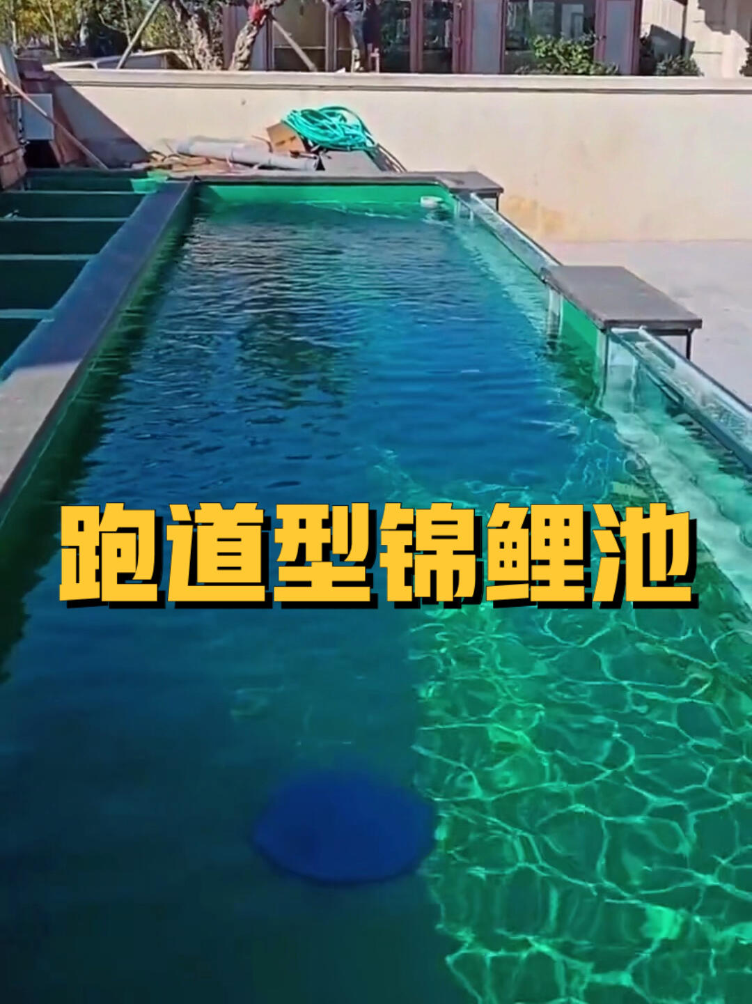 跑道型锦鲤池 这样的鱼池设计是你喜欢的吗?