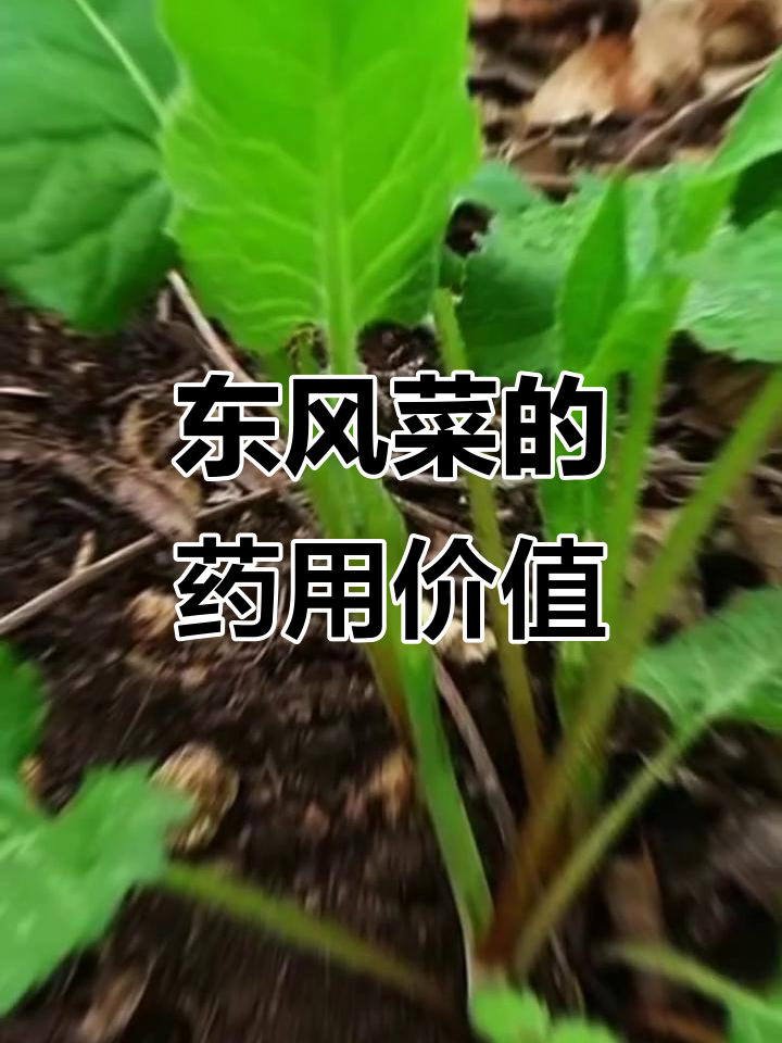 大耳毛:东北山林里的“药王”,春天开花如碎花裙,能救命!
