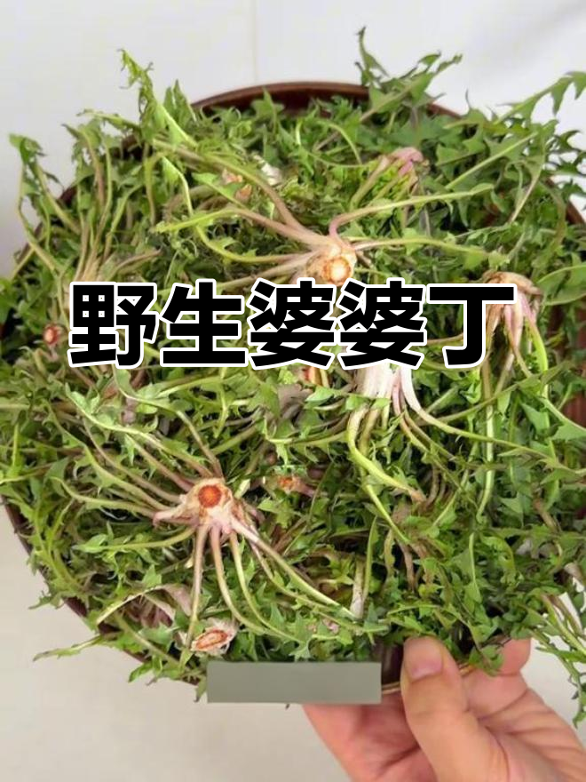 东北婆婆丁,口感独特,凉拌汤馅皆宜,比荠菜更美味!