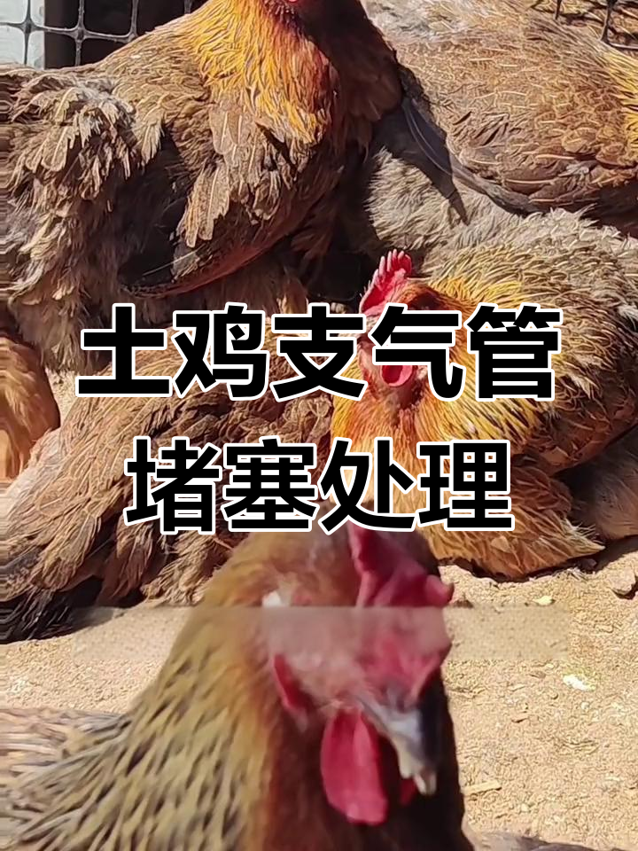 土鸡支堵危机:如何应对气管堵塞与感冒并发症