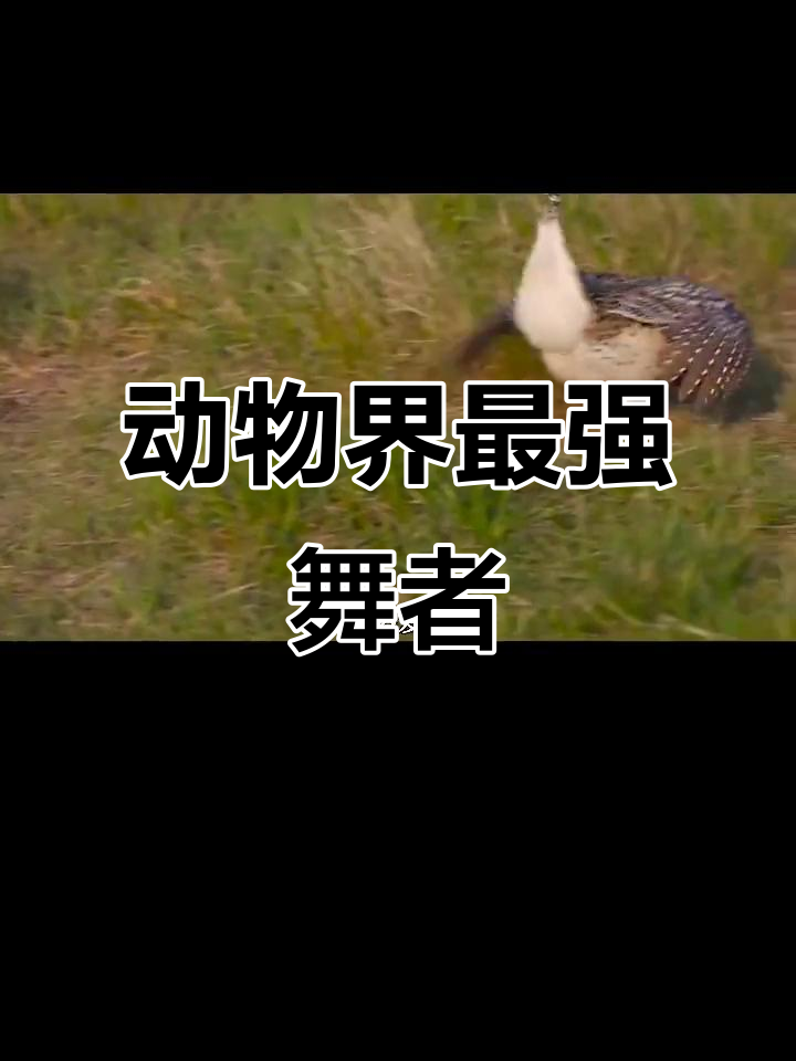 草原松鸡的舞蹈绝技:求偶时翩翩起舞,惊艳全场