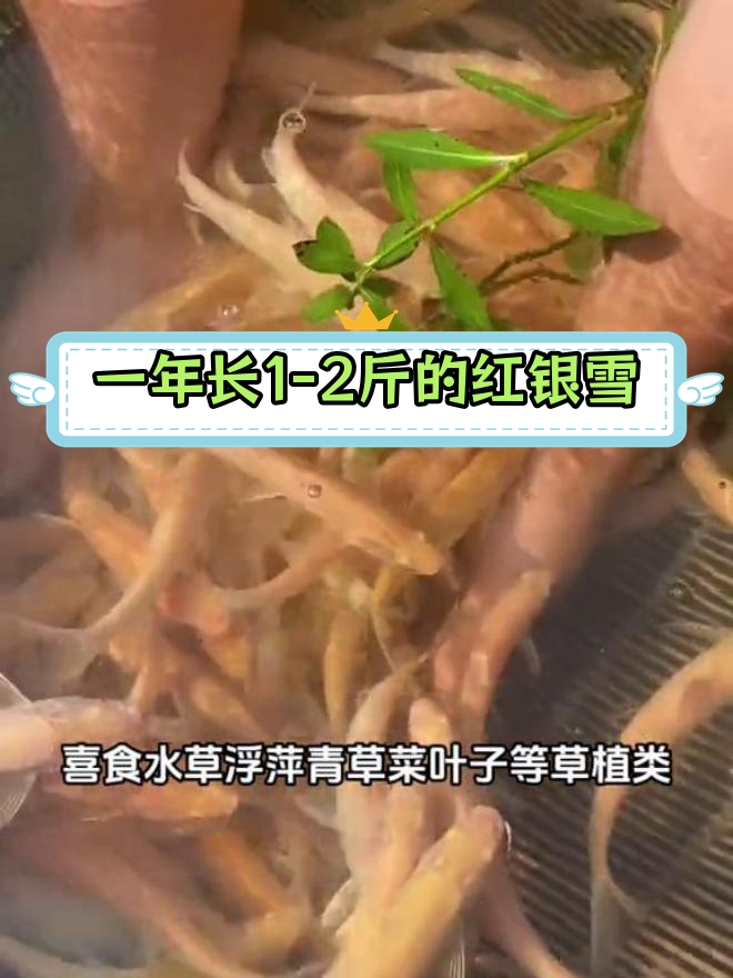红银鳕鱼:草食性鱼类,生长缓慢但肉质鲜美