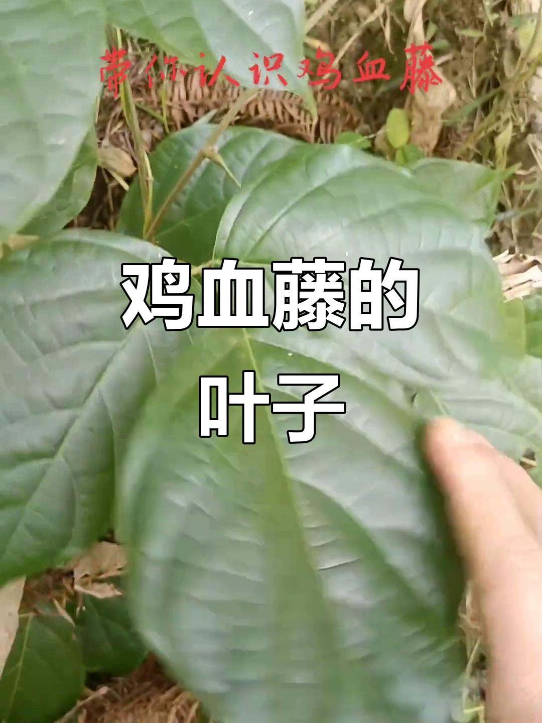 鸡血藤叶,鲜为人知的美妙植物