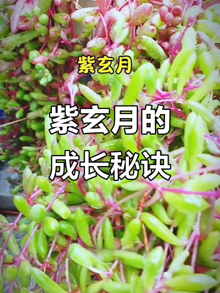 紫玄月:从叶子到瀑布,快速生长的多肉植物