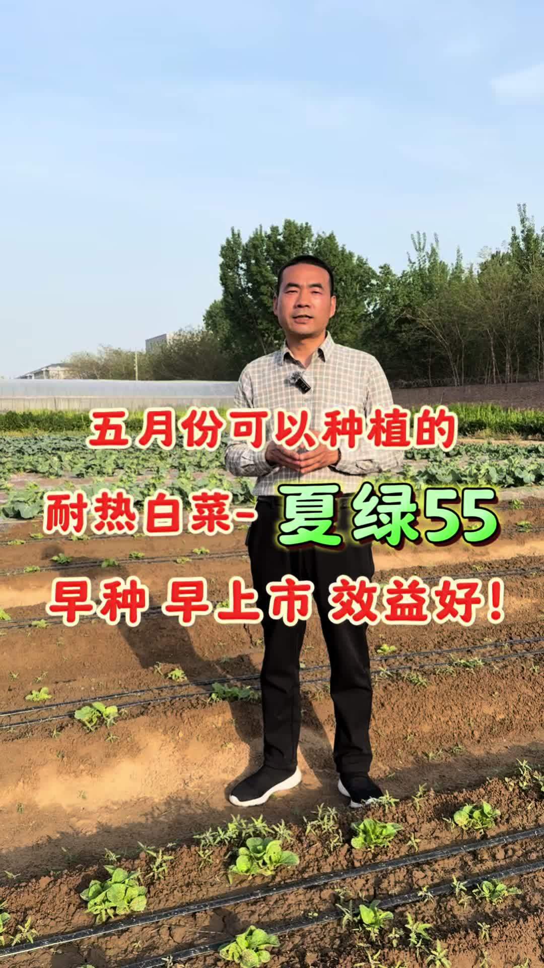 五月份可以种植,错茬上市的耐热白菜-夏绿55 耐热性好 抗病性好,夏季可以长成的一个白菜品