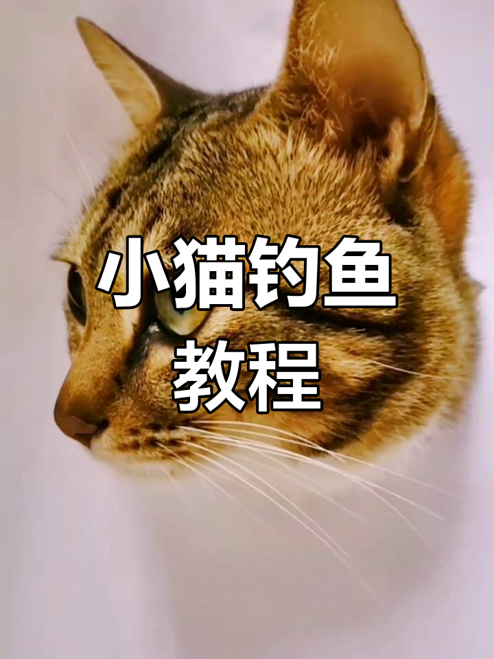画只小猫咪,轻松学钓鱼