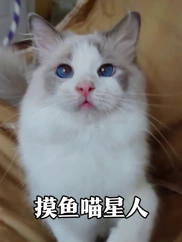 蓝眼布偶猫摸鱼日常，每帧都是行走的表情包