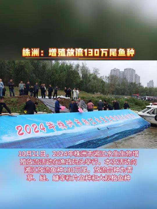 株洲增殖放流130万尾鱼种 湖南 株洲 增殖放流 鱼
