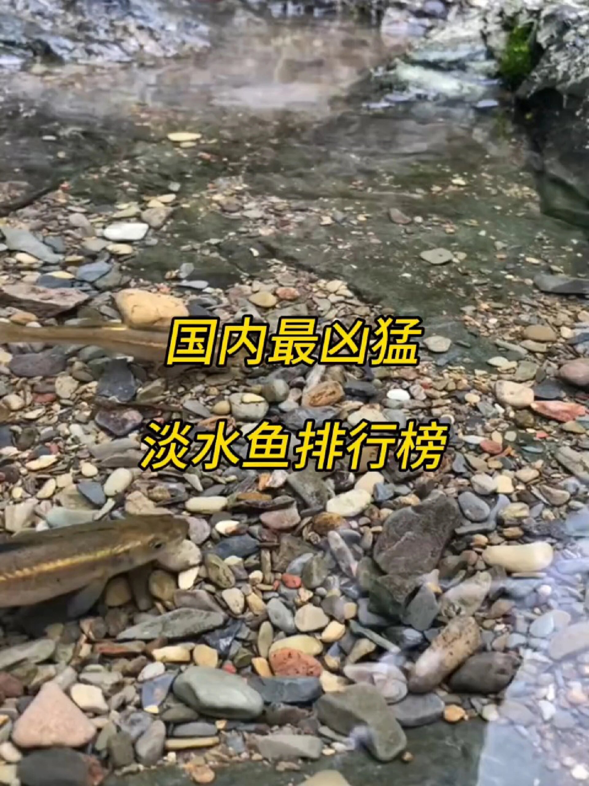 最凶猛淡水鱼排行榜