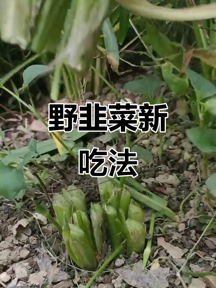 野韭菜叶香脆无渣,吃法多样,你试过吗?