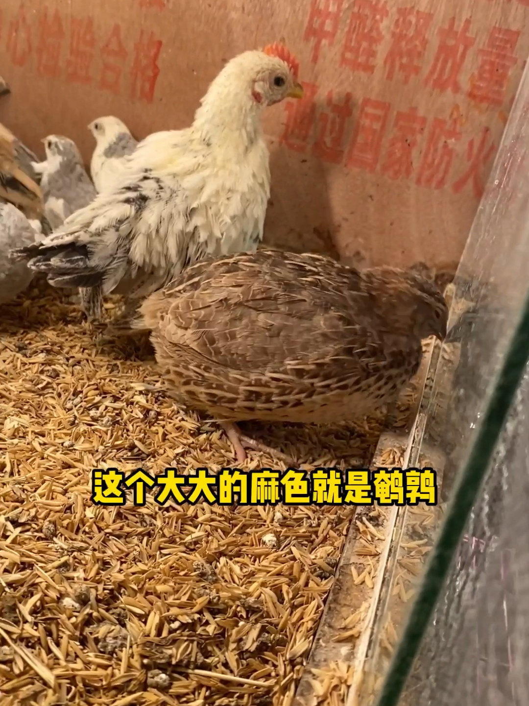 芦丁鸡和鹌鹑的区别还是很大的