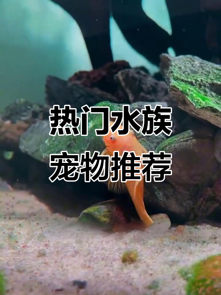 水族店最热销的几种鱼,你养过哪些?