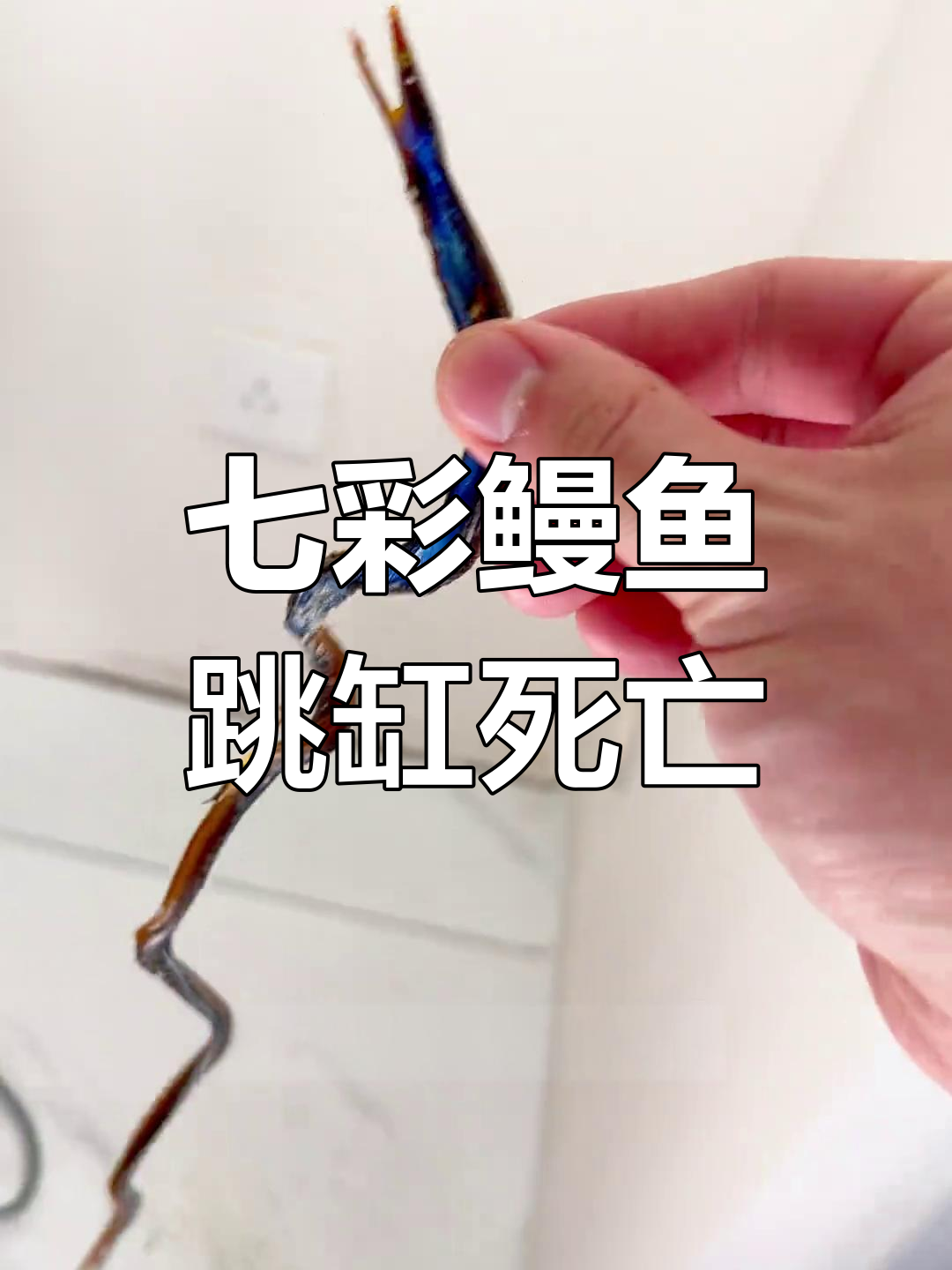 七彩鳗鱼跳缸成“干尸”,竟然有牙!