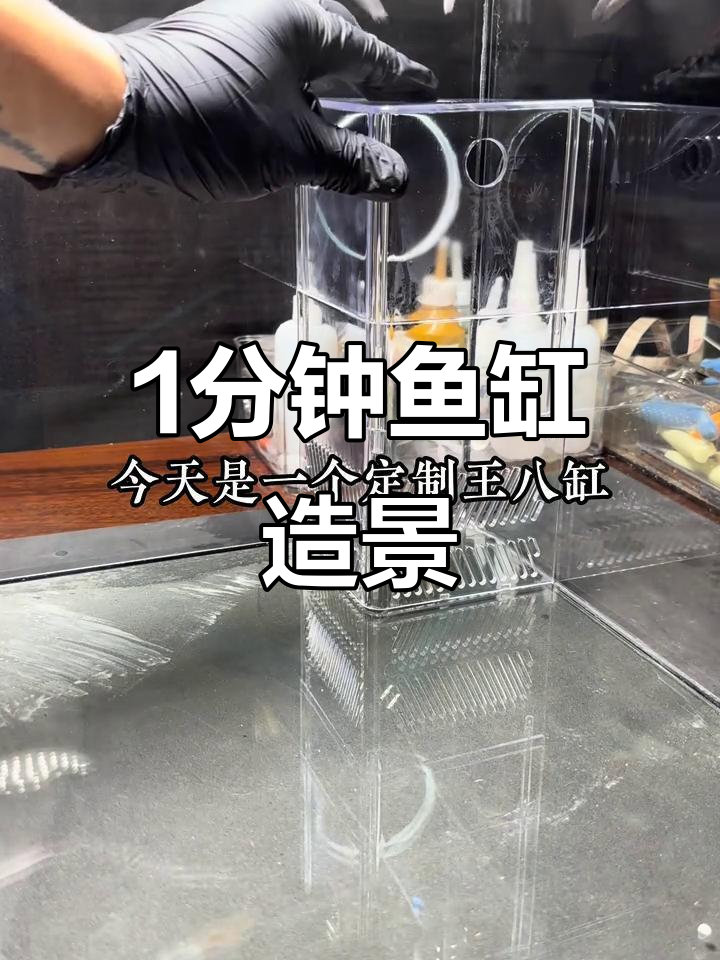 一分钟搞定水陆缸造景,精简版教程来啦!