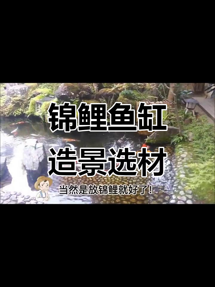 锦鲤鱼缸放什么最合适?底沙、石头还是水草?