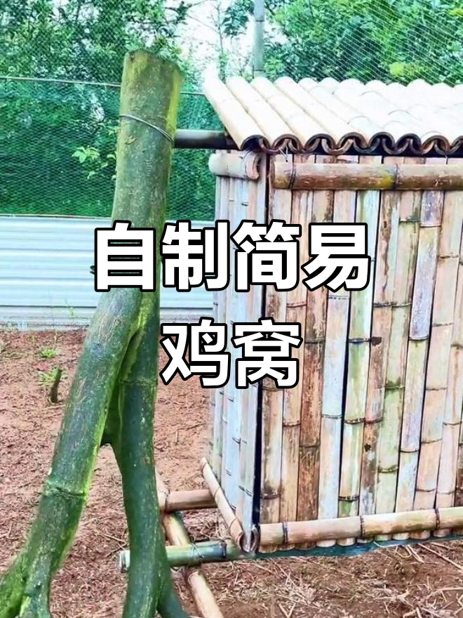 鸡窝是我随手搭的,没花一分钱买材料