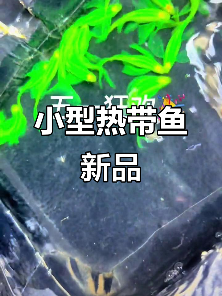 绿翡翠、红运当头,热带鱼新货来袭!