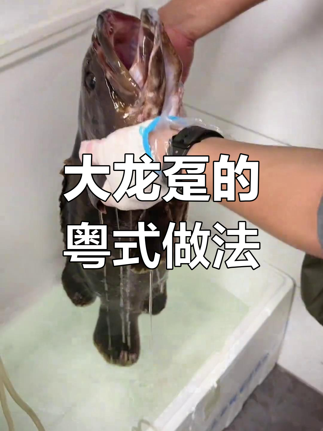 广东深海大龙趸,姜葱砂锅焗鱼片与清汤全攻略