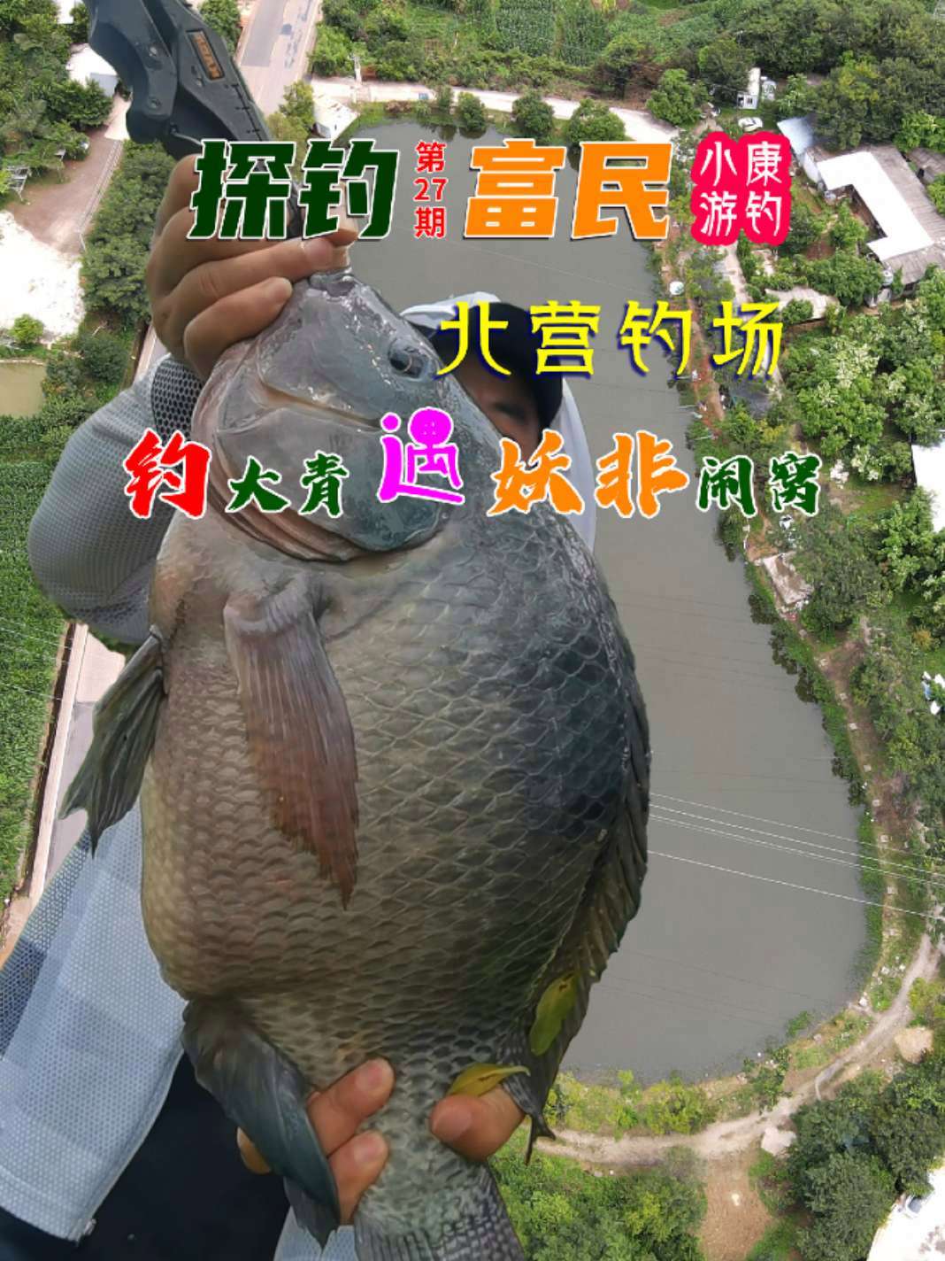 探钓富民北营钓场大青鱼，脸盆大呢罗非鱼闹窝惊喜不断 这是我目前钓到最大呢罗非鱼—个体堪称“