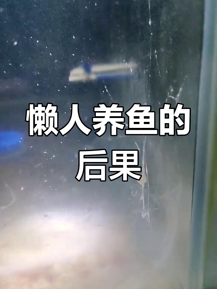 鱼缸太久不打理,菌膜满布!