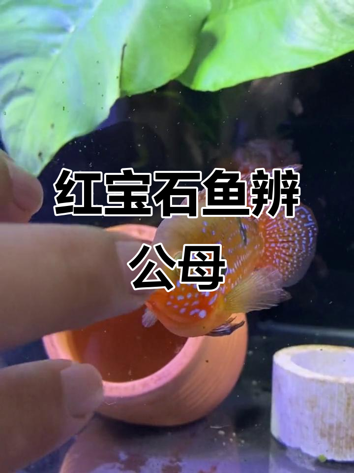 红宝石鱼公母辨别:体型、喉结与习性差异明显